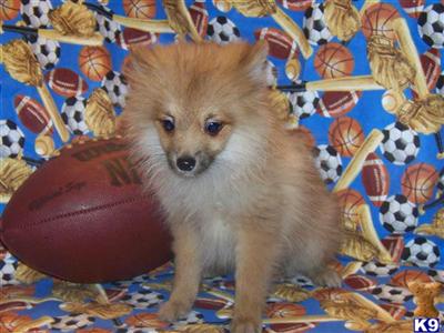 Puppies in Plant city